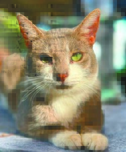 Pet of the Week